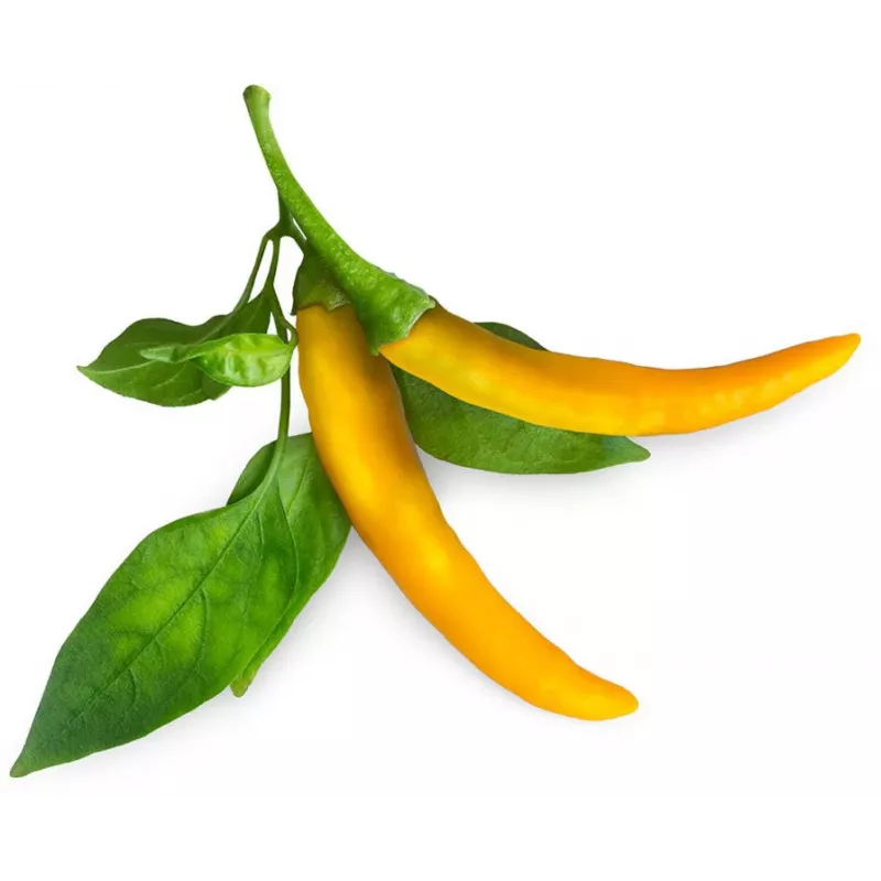 Click & Grow SGR60X3 čili paprika rastlinné kapsuly (3 balenie)