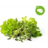 Click & Grow Steak bylinková zmes rastlinné kapsuly pre Smart Garden, 9 balenie (PPMSSX9)