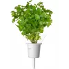 Click & Grow Steak bylinková zmes rastlinné kapsuly pre Smart Garden, 9 balenie (PPMSSX9)