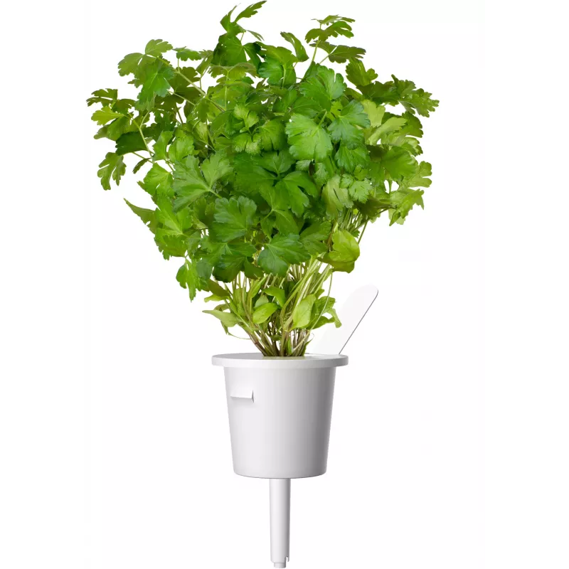 Click & Grow Steak bylinková zmes rastlinné kapsuly pre Smart Garden, 9 balenie (PPMSSX9)