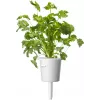 Click & Grow Steak bylinková zmes rastlinné kapsuly pre Smart Garden, 9 balenie (PPMSSX9)