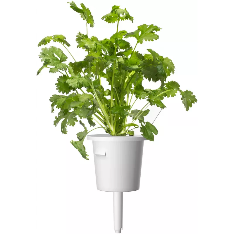 Click & Grow Steak bylinková zmes rastlinné kapsuly pre Smart Garden, 9 balenie (PPMSSX9)