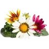 Click & Grow Gazania rastlinné kapsuly pre Smart Garden, balenie 3 ks (SGR92X3)