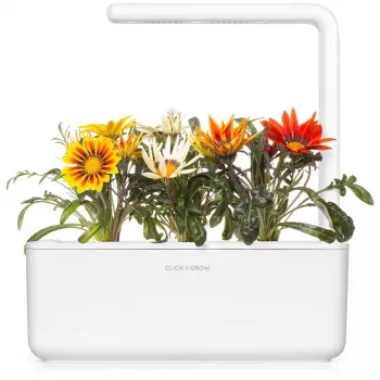 Click & Grow Gazania rastlinné kapsuly pre Smart Garden, balenie 3 ks (SGR92X3)