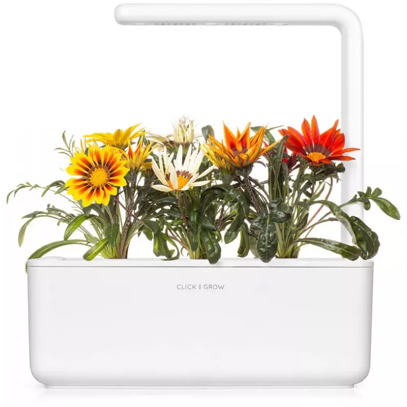 Click & Grow Gazania rastlinné kapsuly pre Smart Garden, balenie 3 ks (SGR92X3)