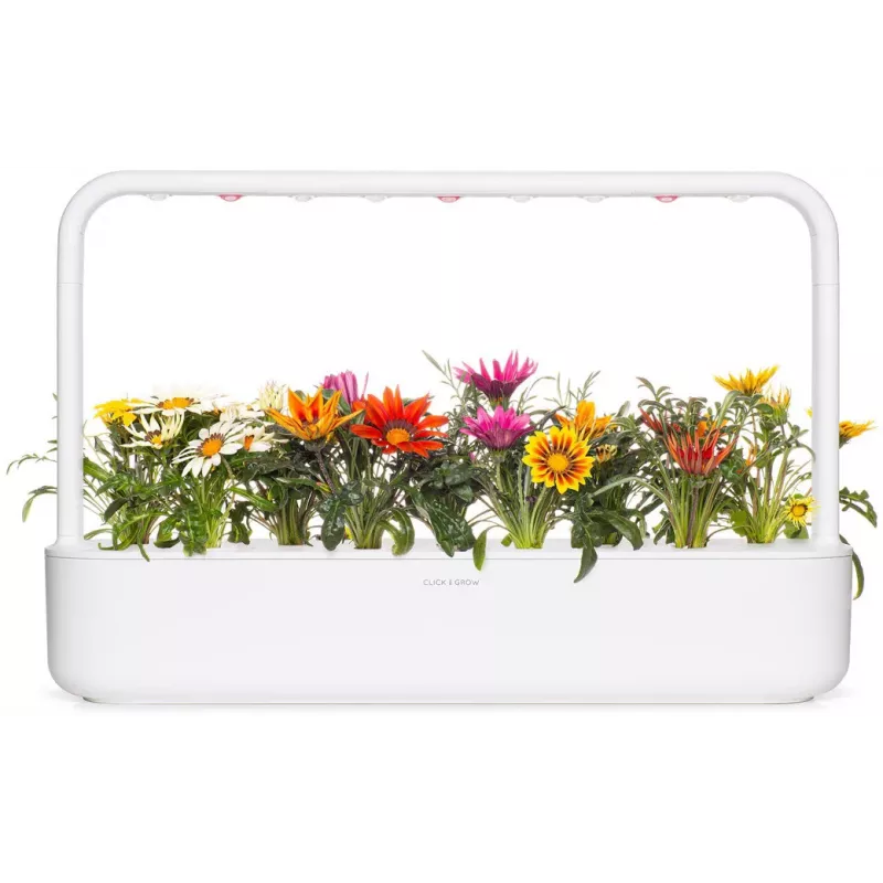 Click & Grow Gazania rastlinné kapsuly pre Smart Garden, balenie 3 ks (SGR92X3)