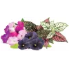 Click & Grow Vibrant Flower Mix kapsuly rastlín pre Smart Garden, balenie 9 ks (PPMVBX9)