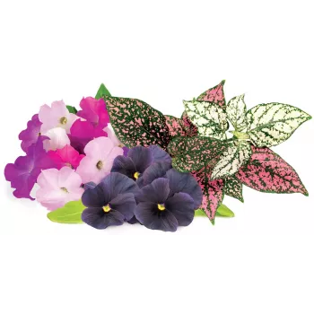 Click & Grow Vibrant Flower Mix kapsuly rastlín pre Smart Garden, balenie 9 ks (PPMVBX9)