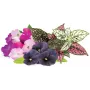 Click & Grow Vibrant Flower Mix kapsuly rastlín pre Smart Garden, balenie 9 ks (PPMVBX9)