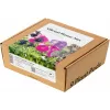 Click & Grow Vibrant Flower Mix kapsuly rastlín pre Smart Garden, balenie 9 ks (PPMVBX9)