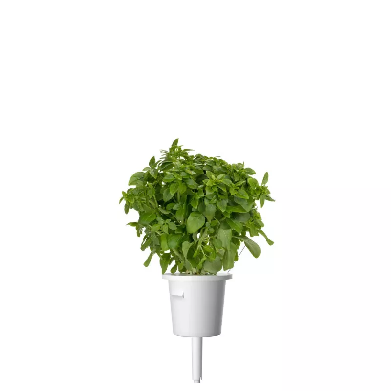 Click & Grow Smart Garden náhradné balenie: trpasličia bazalka, 3 kapsuly s rastlinami (SGR21X3)