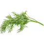 Click & Grow SGR49x3 kapsuly rastlín kôpor náhradná náplň balenie 3 ks