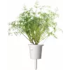 Click & Grow SGR49x3 kapsuly rastlín kôpor náhradná náplň balenie 3 ks