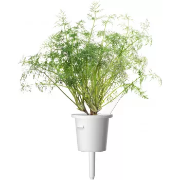 Click & Grow SGR49x3 kapsuly rastlín kôpor náhradná náplň balenie 3 ks