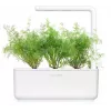 Click & Grow SGR49x3 kapsuly rastlín kôpor náhradná náplň balenie 3 ks