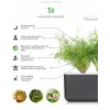 Click & Grow SGR49x3 kapsuly rastlín kôpor náhradná náplň balenie 3 ks
