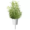 Click & Grow Smart Garden náhradné balenie: rozmarín, 3 kapsuly s rastlinami (SGR51X3)