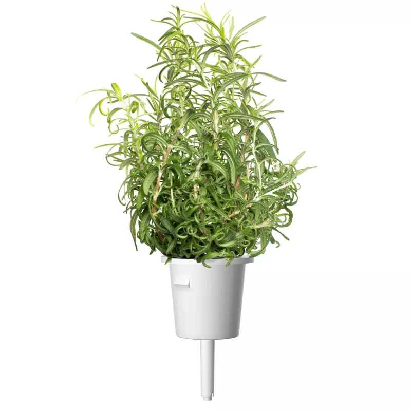 Click & Grow Smart Garden náhradné balenie: rozmarín, 3 kapsuly s rastlinami (SGR51X3)