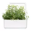 Click & Grow Smart Garden náhradné balenie: rozmarín, 3 kapsuly s rastlinami (SGR51X3)