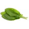Click & Grow kapsuly rastlín štiav pre Smart Garden, balenie 3 ks (SGR55X3)