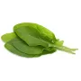 Click & Grow kapsuly rastlín štiav pre Smart Garden, balenie 3 ks (SGR55X3)