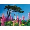 Schmidt Spiele Dornbusch Leuchtturm, Hiddensee 1000-dielne puzzle