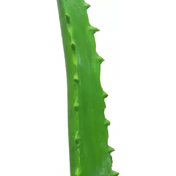 EUROPALMS umelá rastlina Aloe Vera v čiernom kvetináči, 63cm 82809112