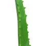 EUROPALMS umelá rastlina Aloe Vera v čiernom kvetináči, 63cm 82809112