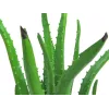 EUROPALMS umelá rastlina Aloe Vera v čiernom kvetináči, 63cm 82809112