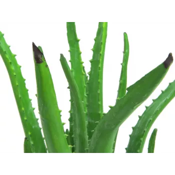EUROPALMS umelá rastlina Aloe Vera v čiernom kvetináči, 63cm 82809112