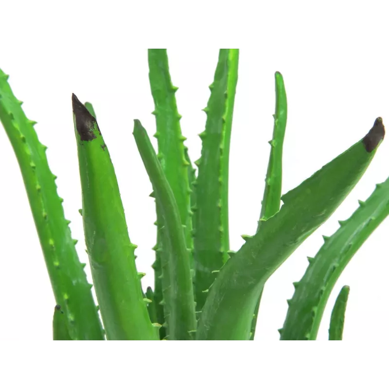 EUROPALMS umelá rastlina Aloe Vera v čiernom kvetináči, 63cm 82809112