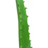 EUROPALMS umelá rastlina Aloe Vera v čiernom kvetináči, 63cm 82809112