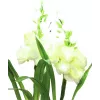 EUROPALMS aronstab, sada 3 ks s LED, biela, 85 cm (83330302)