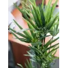EUROPALMS umelá šachorina, 76cm, v čiernom kvetináči 82600138