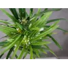 EUROPALMS umelá šachorina, 76cm, v čiernom kvetináči 82600138