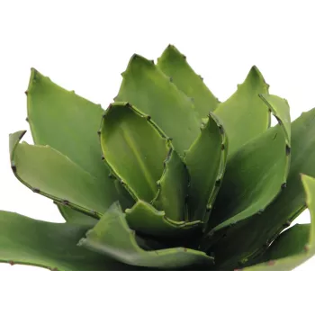 EUROPALMS agáve umelá rastlina, EVA, zelená, 35 cm 82530576