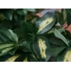 EUROPALMS Schefflera umelá rastlina, 120 cm, zelená 82600157