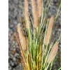 EUROPALMS umelá tráva lampenputzergras, 120 cm 82600121