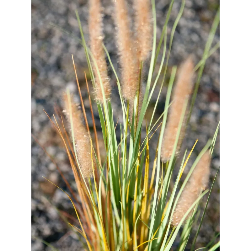 EUROPALMS umelá tráva lampenputzergras, 120 cm 82600121