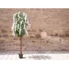EUROPALMS umelý strom zlatého dažďa, biele kvety, 180 cm 82507106