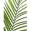 EUROPALMS veľkolistá umelá rastlina areka, 165 cm 82509441