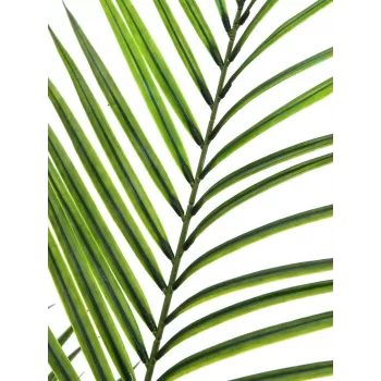 EUROPALMS veľkolistá umelá rastlina areka, 165 cm 82509441
