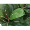 EUROPALMS umelá rastlina gumovník, 120 cm 82600150