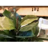 EUROPALMS umelá rastlina gumovník, 120 cm 82600150
