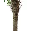 EUROPALMS Phoenix Palm Luxor, umelá rastlina, 240 cm 82510722