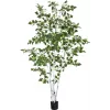 EUROPALMS umelá breza, 210 cm 82505232