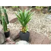 EUROPALMS agáve v kvetináči, umelá rastlina, 75 cm 82600160