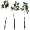 EUROPALMS umelý Pachira peňazostrom, 160cm 82600165