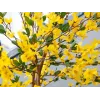EUROPALMS umelý forsythia strom s 3 kmeňmi, žltá, 150cm 82507102