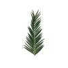EUROPALMS umelý kokosový palmový list, 150 cm 82509845